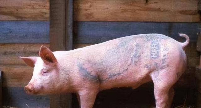 原创男子给活猪纹身香奈儿收购猪皮做限量款皮包一张猪皮赚51万