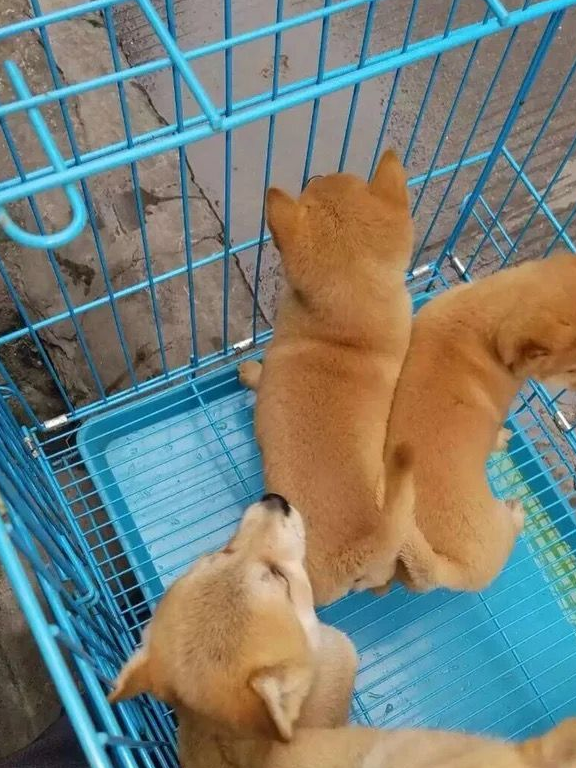 原创新手别买错了老手也要注意柴犬和中华田园犬的明显差别