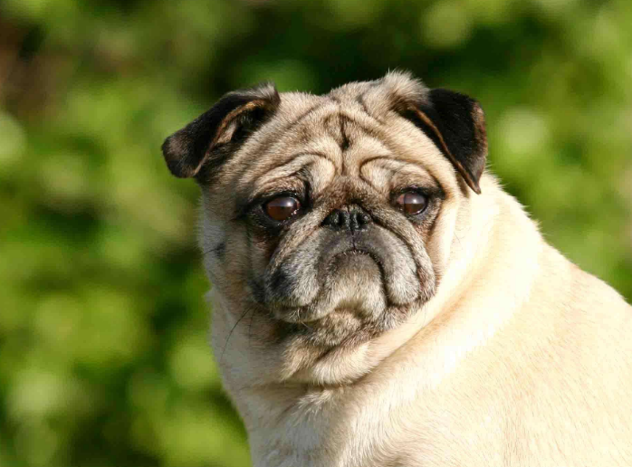 又可爱又听话懂事的狗狗,哪里找,这些狗狗是最好的选择