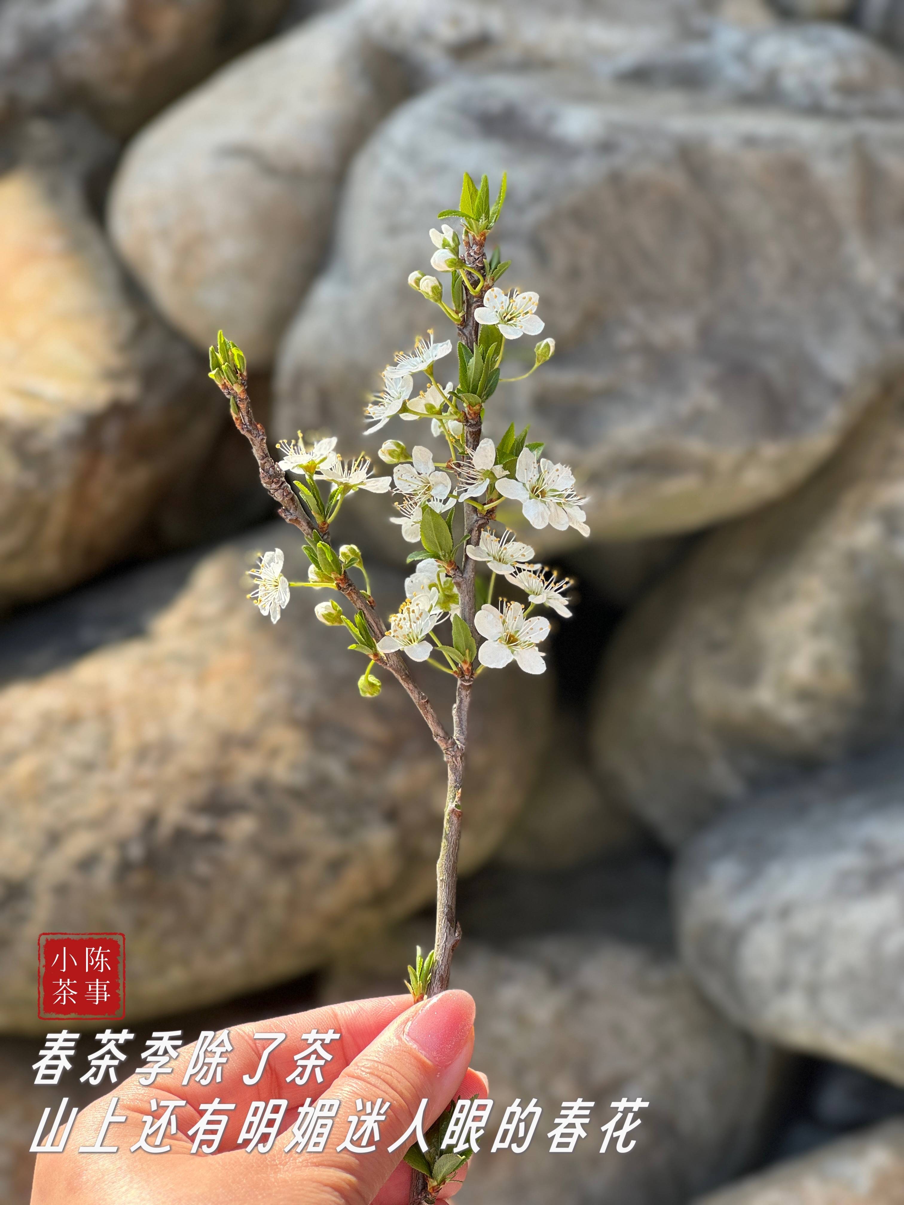 原创茶山实拍采摘白毫银针的4大难点难怪它是白茶天花板