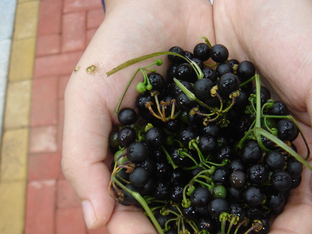 它的果实似蓝莓农民当杂草除掉却不知是珍贵的金吊柳