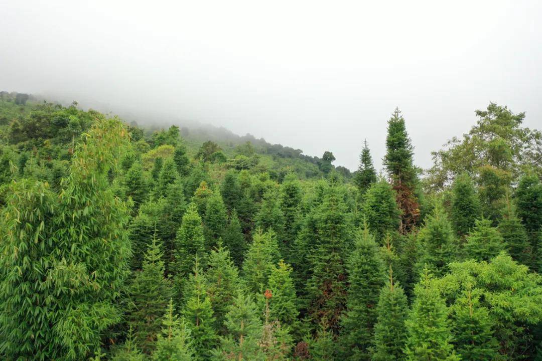 版纳之巅云海之上勐宋滑竹梁子