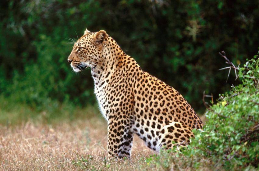 守芝刚准备蹲下,突然看见黄影闪过,仔细一看,是一只皮毛油亮的金钱豹