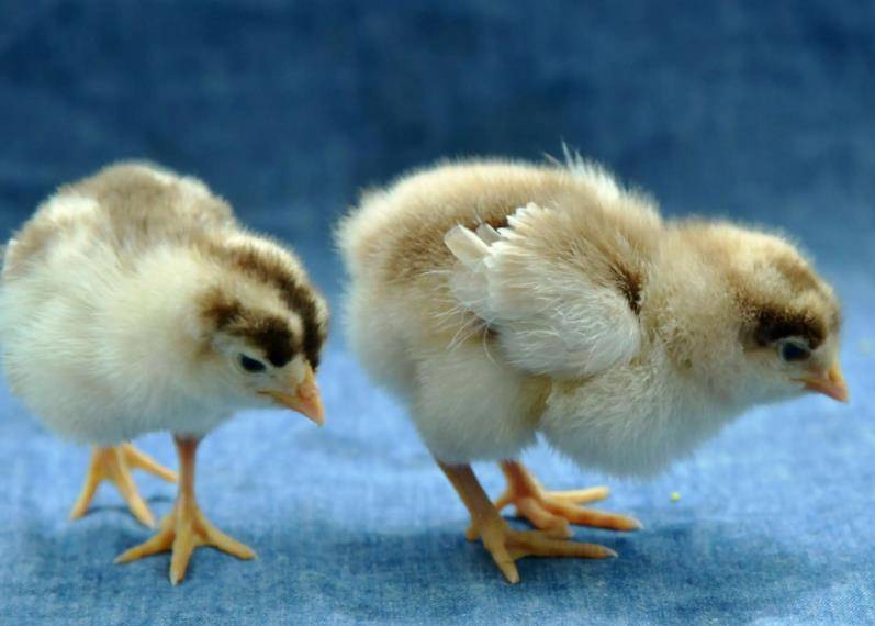 原创小鸡性别鉴定师每天看12000只鸡屁股月入过万