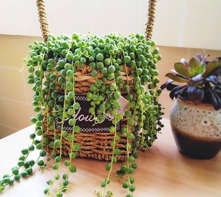 养珍珠吊兰学会1招轻松长成绿窗帘