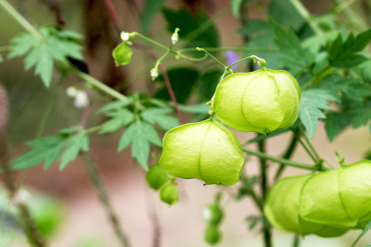 下午笔者在一户农家院子外看到一大片奇特的野草,之说以说它是野草