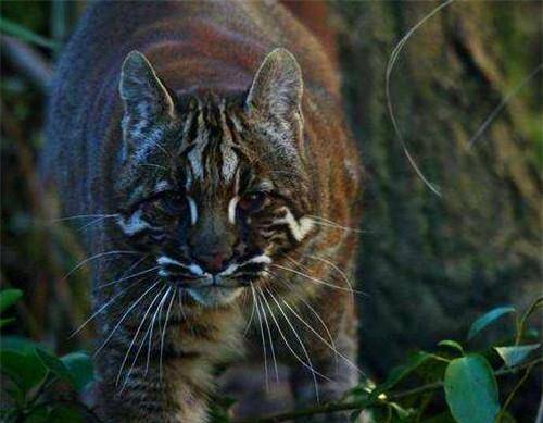 原创中国古代最神秘的猛兽能轻松杀死老虎2005年后国内仅拍到3次