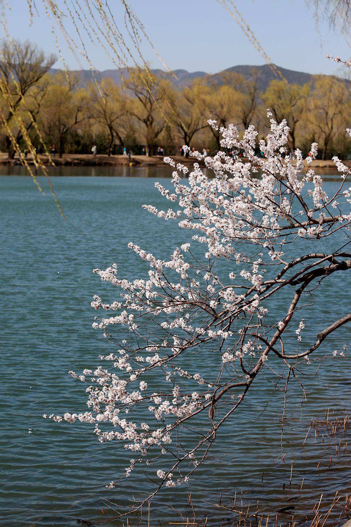 一镜走天下,春天的颐和园西堤是外景拍摄的首选