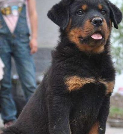 罗威纳一生最好训练的"黄金阶段",宠主请收好!