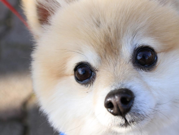 原创博美与边牧相爱会生出啥样的后代网友说出了一句公道话