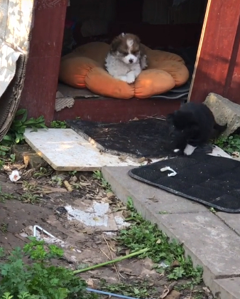 原创为给小奶狗找领养网友亲自给拍视频流浪狗闺蜜团出道啦