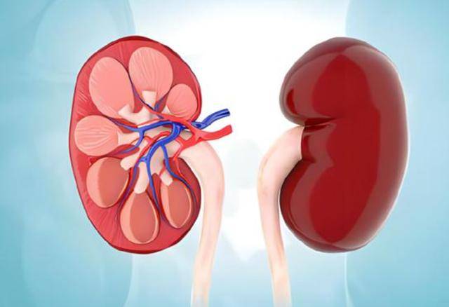 黄芪伤肾,长期喝黄芪水危害多?提醒:真正伤肾的是这3种中药_中草药_药