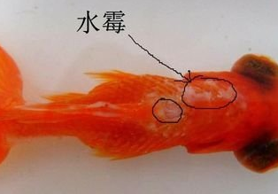 原创警惕这4种容易混淆的鱼病该如何判断与区分