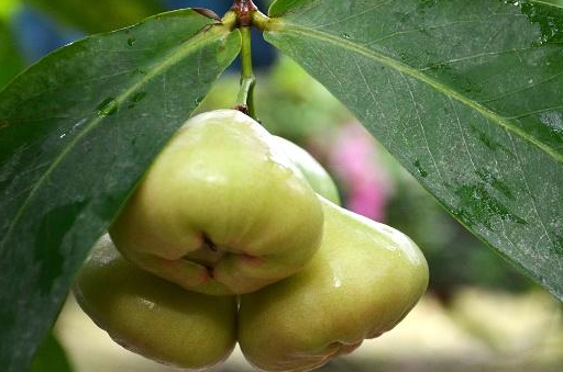 原创化疗期间发烧有危险吗奥沙利铂化疗注意事项