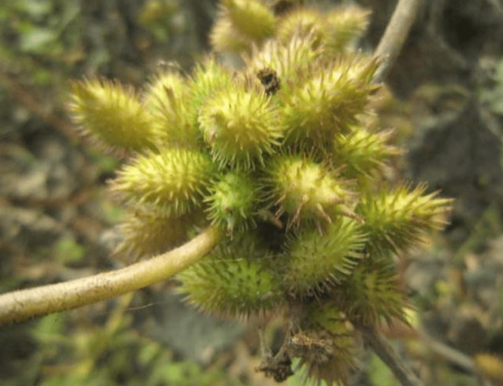 原创清末太监曾揭秘夜里伺候妃子鞋内都要藏一物否则性命难保