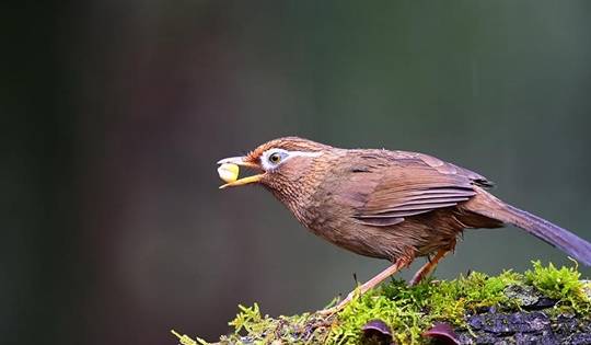 原创都说花鸟市场猫腻多在鸟市买鸟有什么需要注意的吗