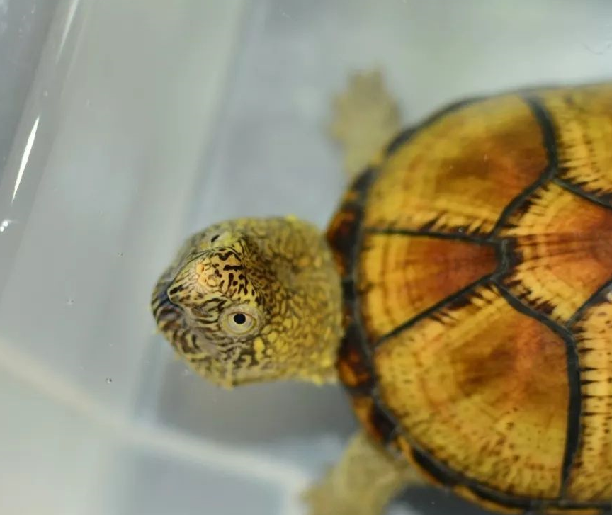 养龟培养出你怎样的心态呢