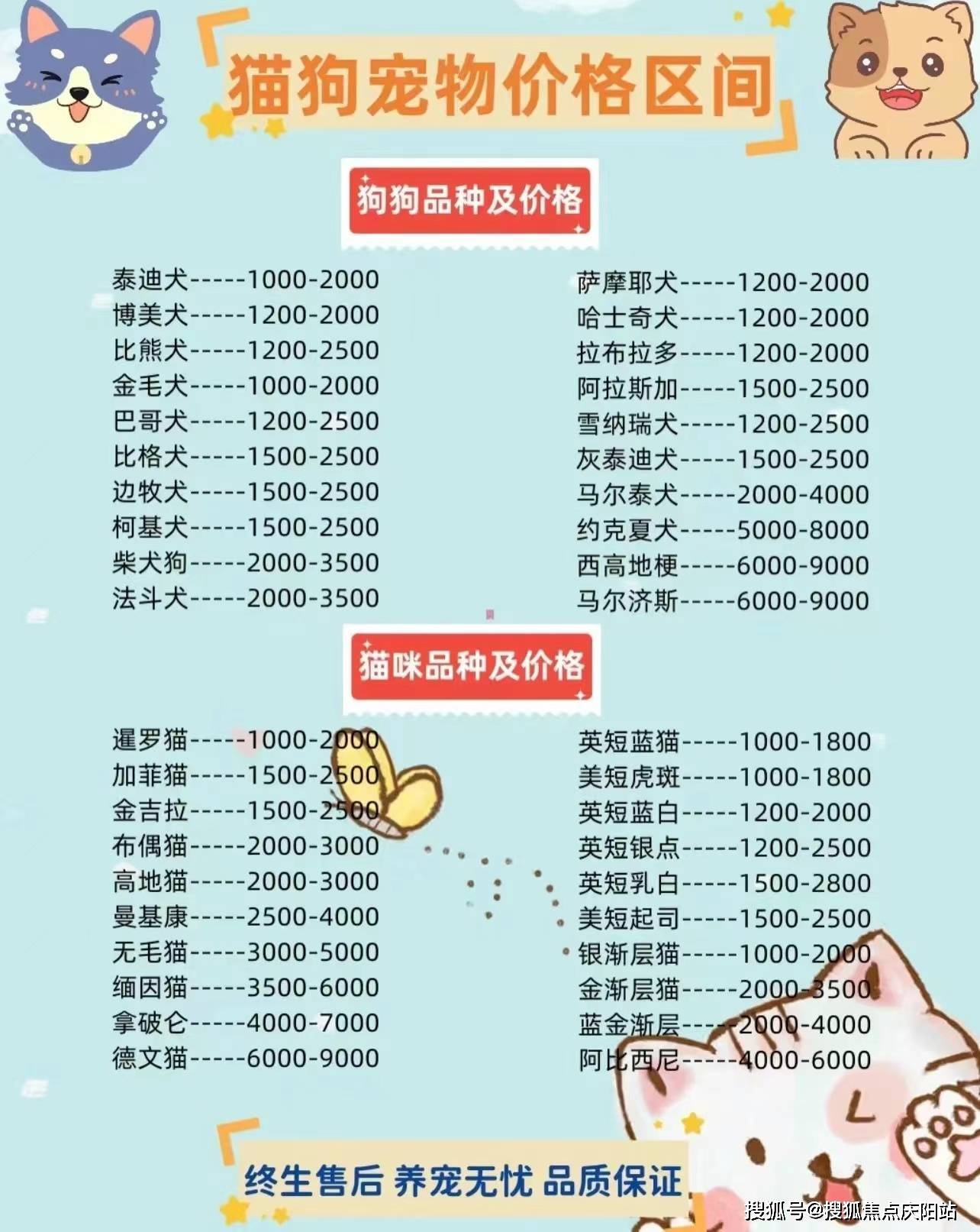 长毛银渐层价格图片