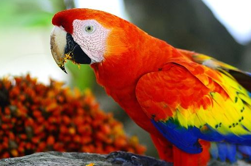 原创家里鹦鹉生病莫要惊慌鹦鹉常见疾病以及解决方法收藏有用