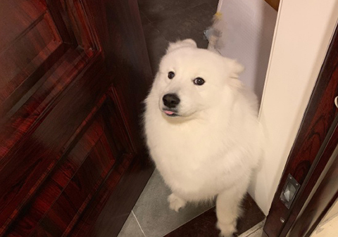 原创萨摩耶软糖谄媚迎接妈妈回家小猫麻糬一脸懵逼姐姐你的尾巴