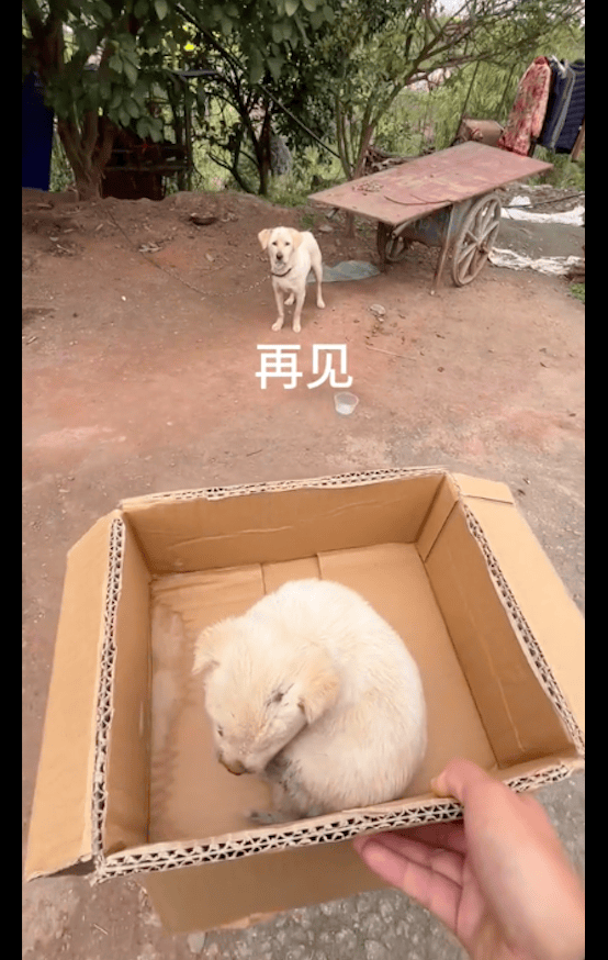 原创狗妈咬死了5只小狗最后一只被好心人500元买下不愿它再受苦