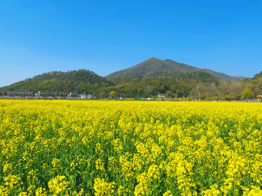 春游江淮请您来 | 泾县油菜花,真的很哇塞!