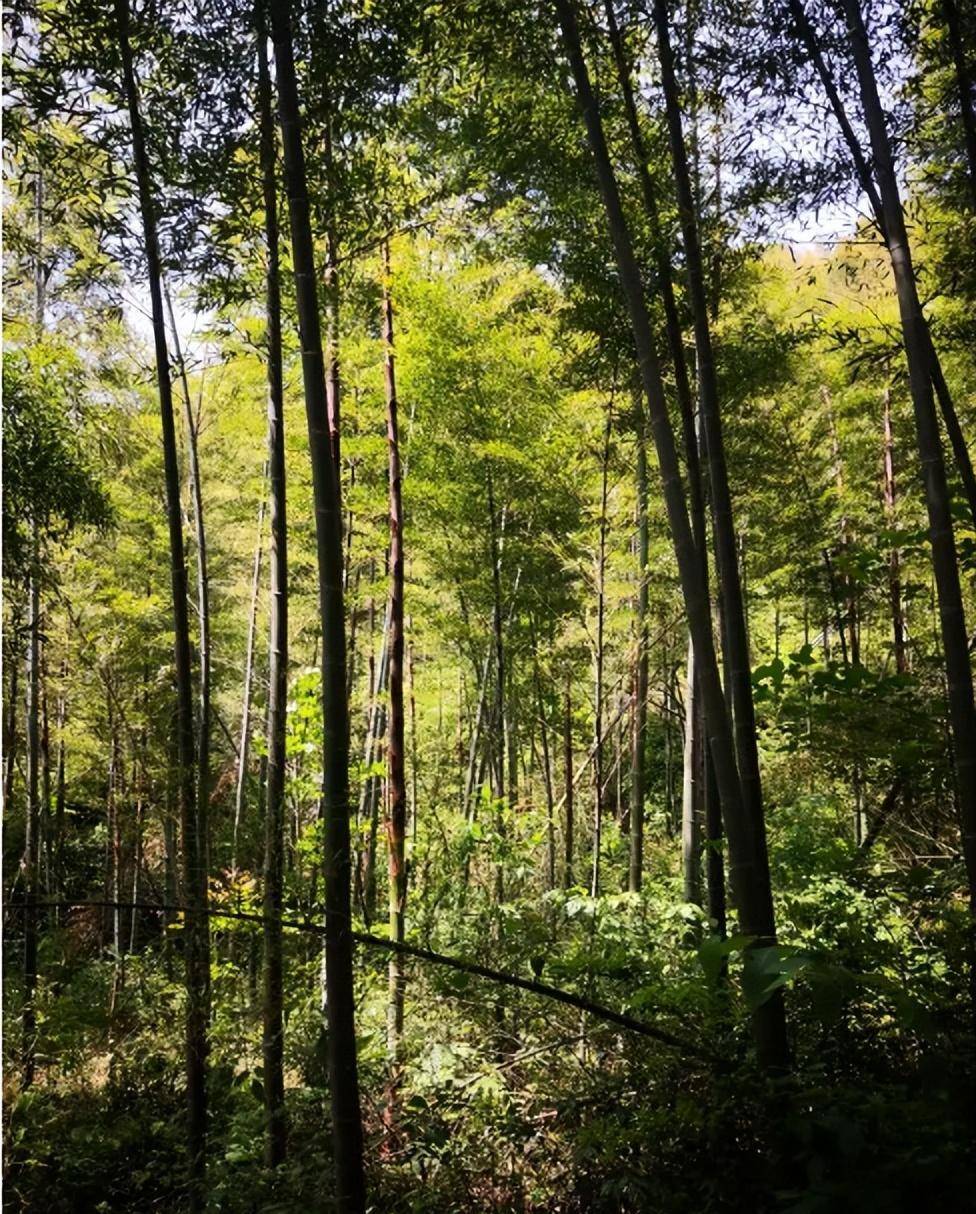 原创2014年河南一石壁内发现遗骨保持射击姿势当地领导严格保密