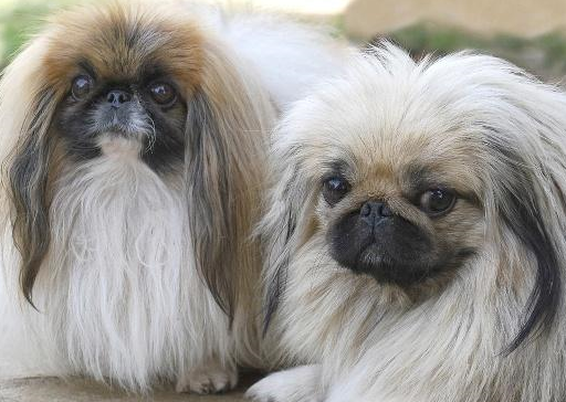 京巴犬和土狗结合照片图片