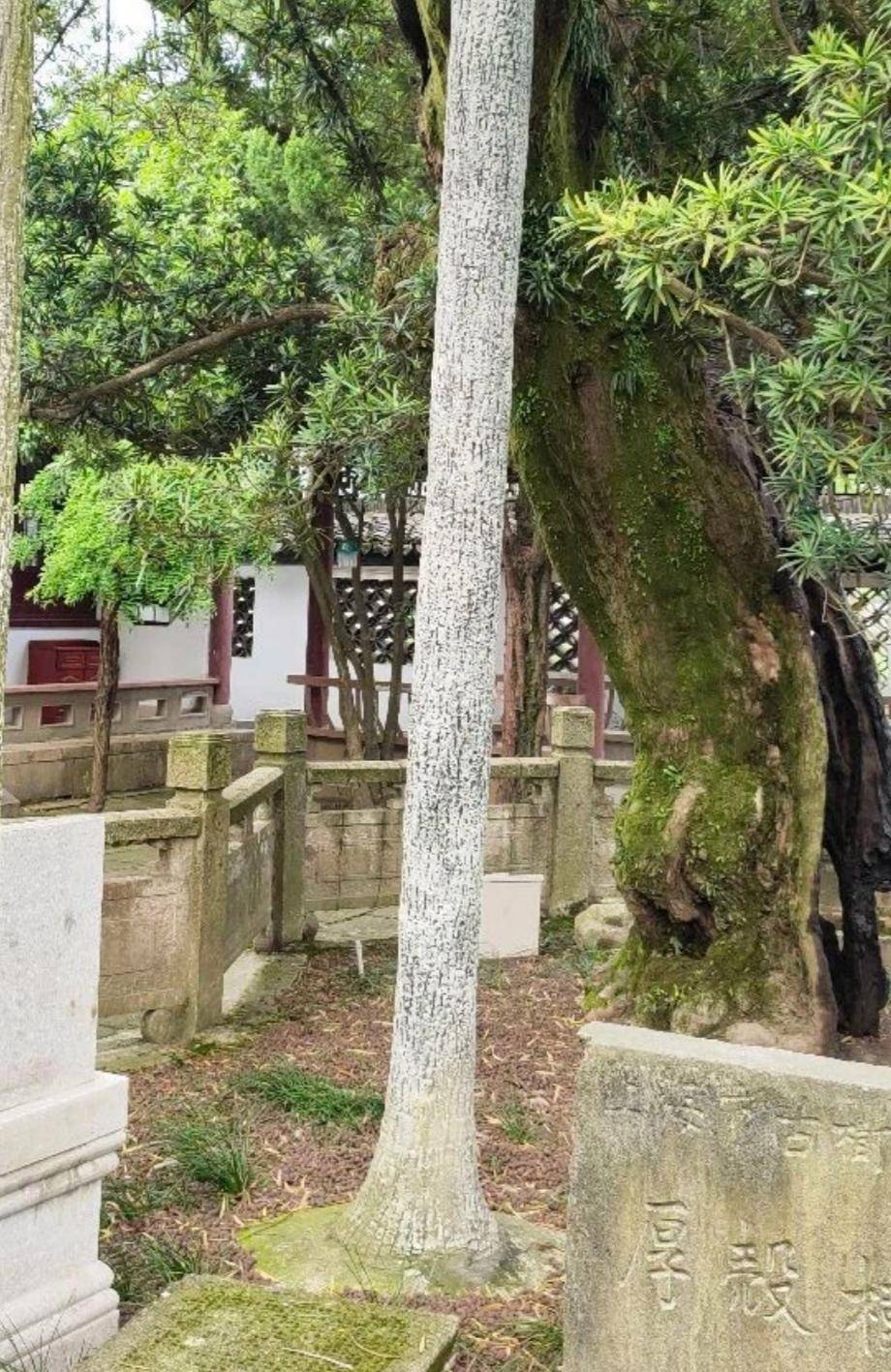 原创上海金山亭林古松园隐藏在都市中的魅力园林