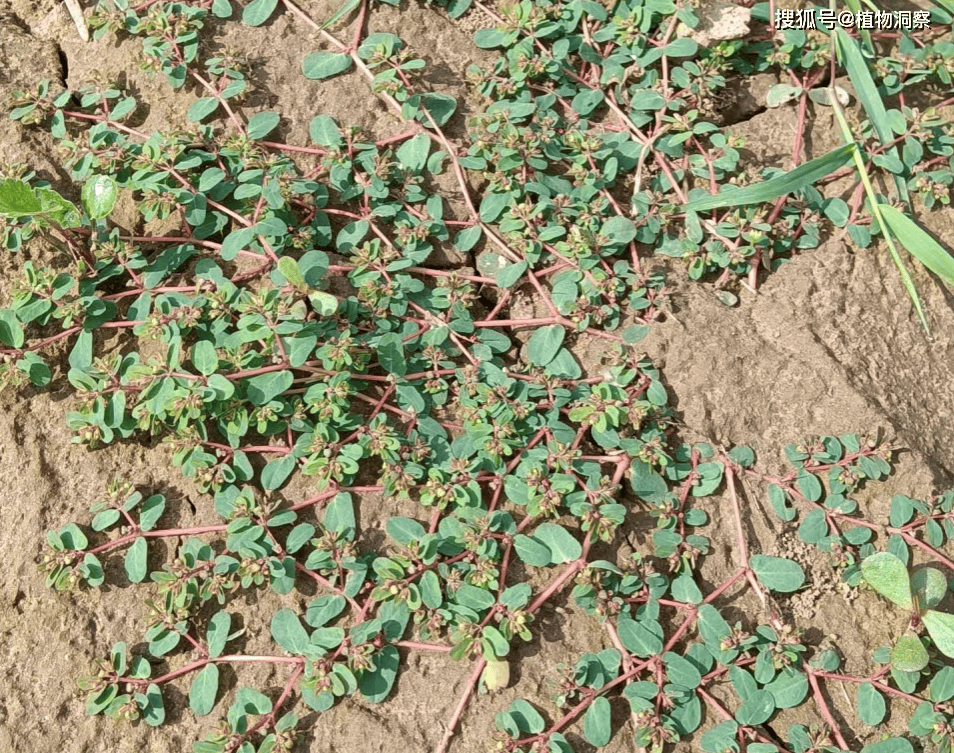 地锦草,又称奶浆草,通乳草,有3大作用,价值极高,农民朋友要了解!