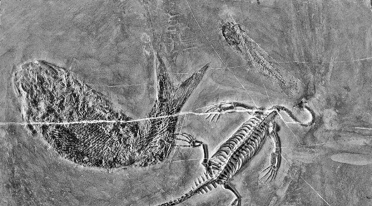 龙的确曾经存在过,就是传说中的那个样子,只不过是和猛犸象,剑齿虎