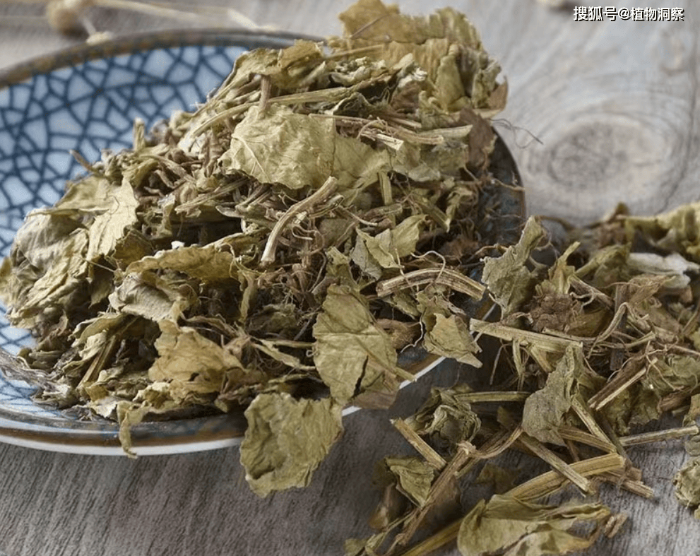 原创零陵香又称灵香草熏草有4大作用价值极高农民朋友要了解