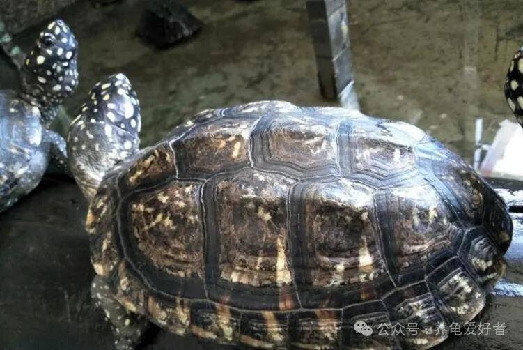 高光时期3000-4000元一只,现在出苗也高兴不起来_池龟_斑点_价格