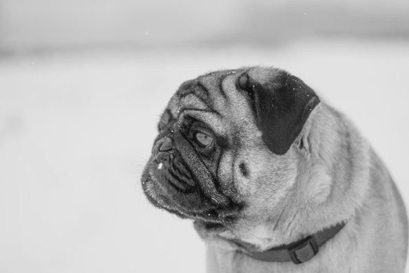 原创你喜欢安静的狗还是活泼的狗每只狗都有不同的个性