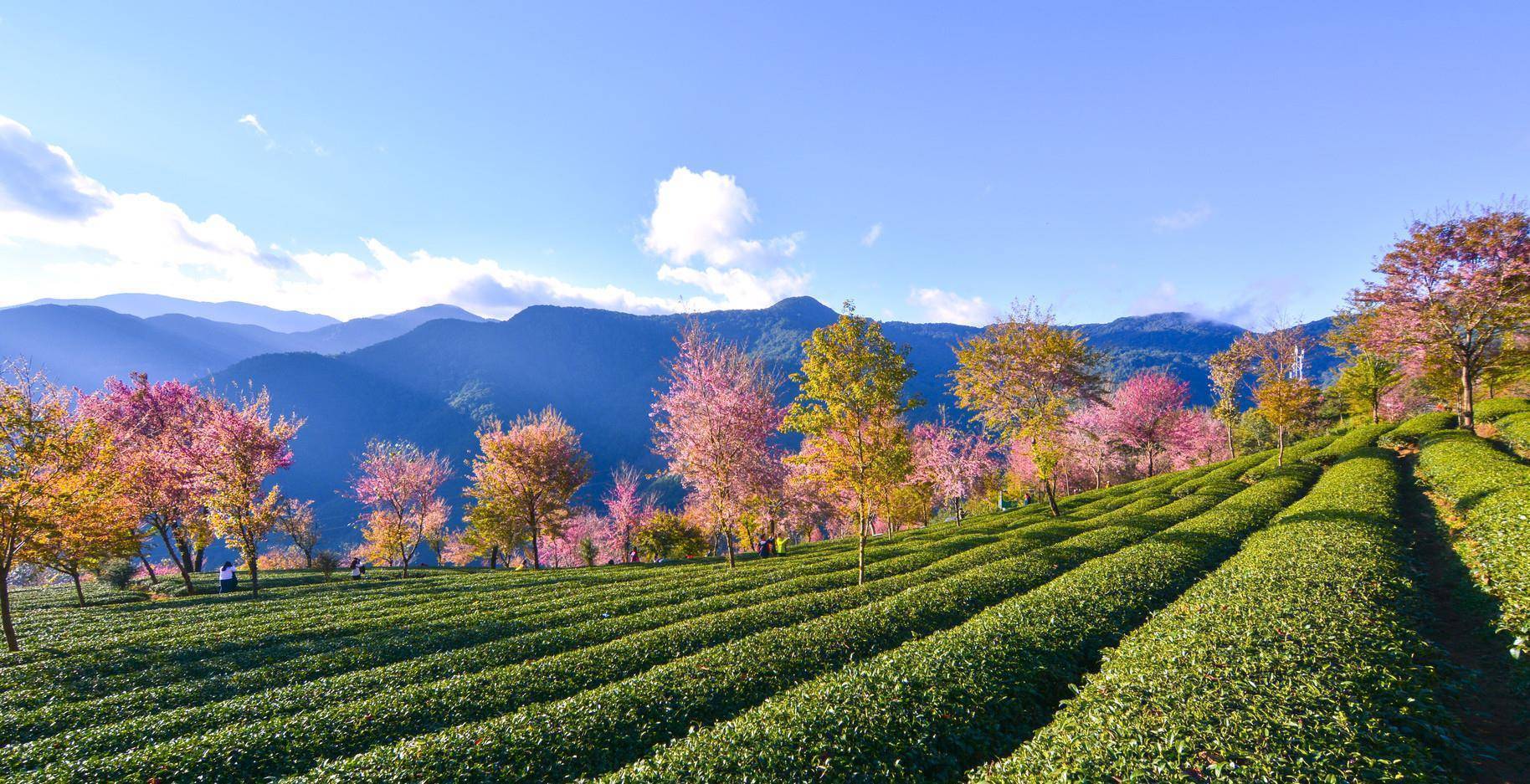 原创云南大理这个山因金庸而闻名很多人不知道这里的樱花也不差