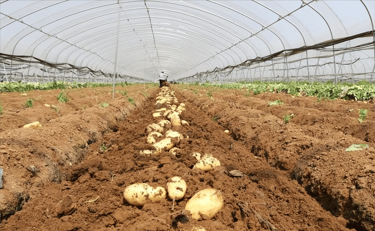 大棚马铃薯田间管理措施