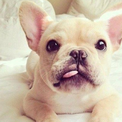 这7点很难让人接受_训练_因为_狗狗