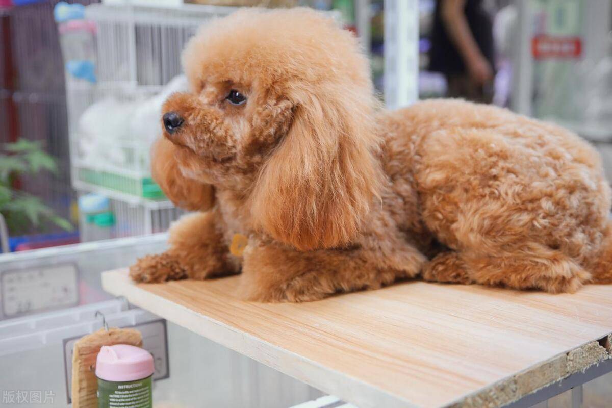 泰迪犬身上有臭味的原因及应对措施!_狗狗_异味_主人