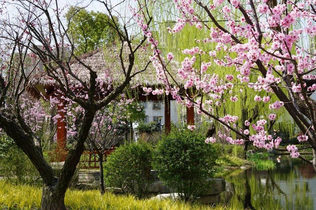 美人梅迎来盛花期,静安这些地方能看到!_公园_梅花_北京西路
