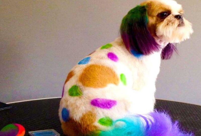 贵妇美甲锡纸烫屁屁都是爱你的形状你给你家狗剁手美容了吗