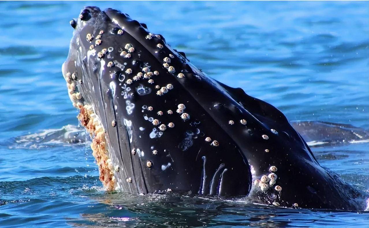 因此,科学家每年都在北美的部分海滩上,发现许多体表布满藤壶的海龟"