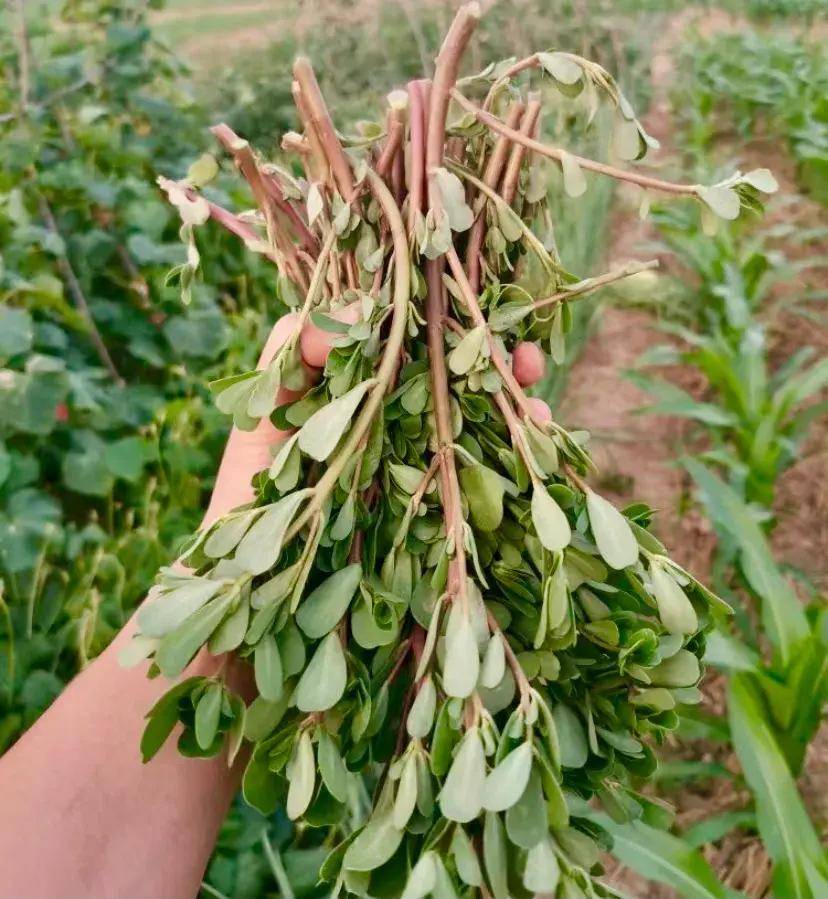 13种"黄金"野菜,蕨菜勉强排第5,榆钱槐花只能排末尾