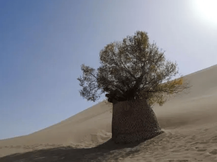 原创治理沙漠为什么不能种杨树种了有什么后果吗那防沙用啥树好