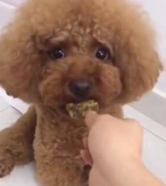 原创泰迪护食不让主人碰尝了一口小表情逗笑主人有那么难吃吗