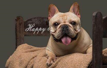 法国斗牛犬明明很可爱为什么养的人不多这7点很难让人接受