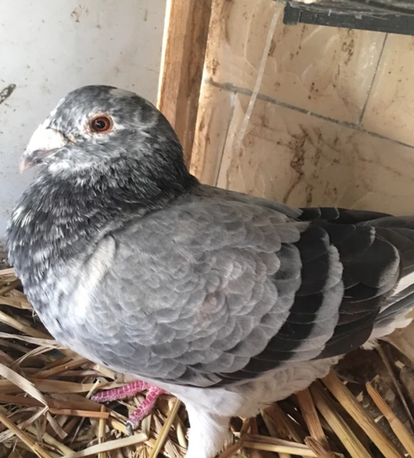 说说比赛鸽失利更坑爹的事