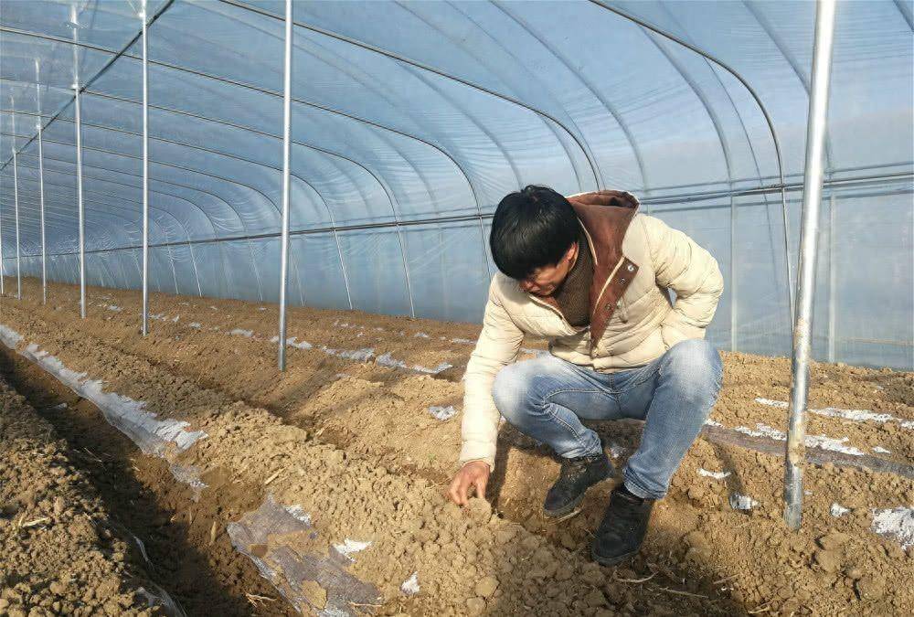 大棚马铃薯田间管理措施_幼苗_防治_块茎