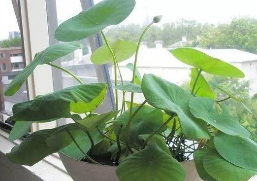 原创这10种花最喜水越浇越疯长这下不用担心烂根了