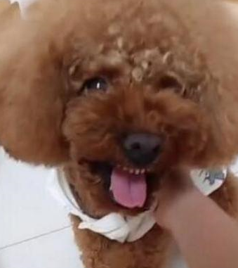 原创泰迪护食不让主人碰尝了一口小表情逗笑主人有那么难吃吗