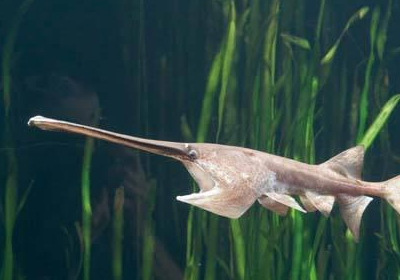 原创动物趣闻盘点世界上濒危的六种鲟鱼中国有两种上榜